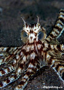 Mimic Octopus in Manado. Taken with D200 and 60mm lens by David Henshaw 